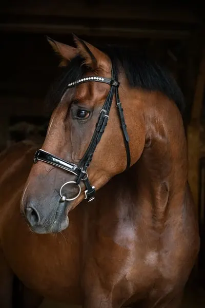 Dänische Warmblutstute mit hochkarätiger Dressurabsta