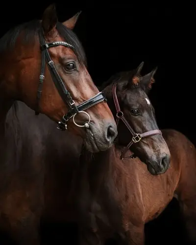 Rosalinde GH - Modern dressage foal with international performance