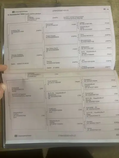 Schicker Wallach von Goldberg aus einer Fürstenball Mutter