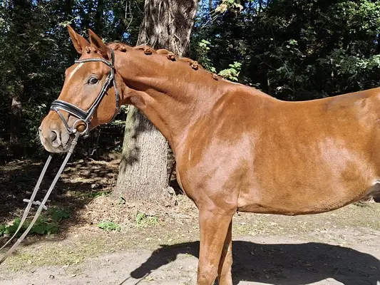 Absolut treuer Kumpel mit riesen Herz