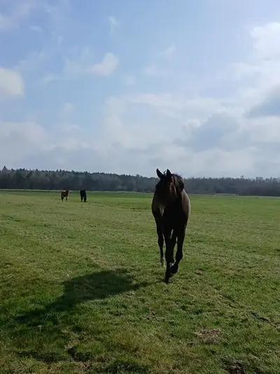 Private hengst und stuten Aufzucht