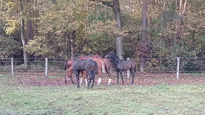 Private hengst und stuten Aufzucht