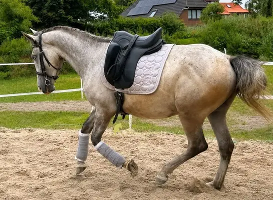 spezieller Lippizaner Wallach mit Abstammung