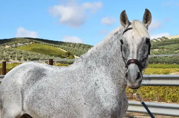 bonito y muy cariñoso caballo andaluz castrado, caballo familiar