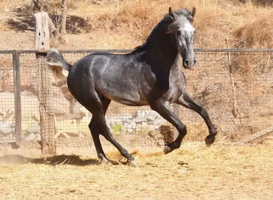 bonito potro PRE tordo, ascendencia excelente