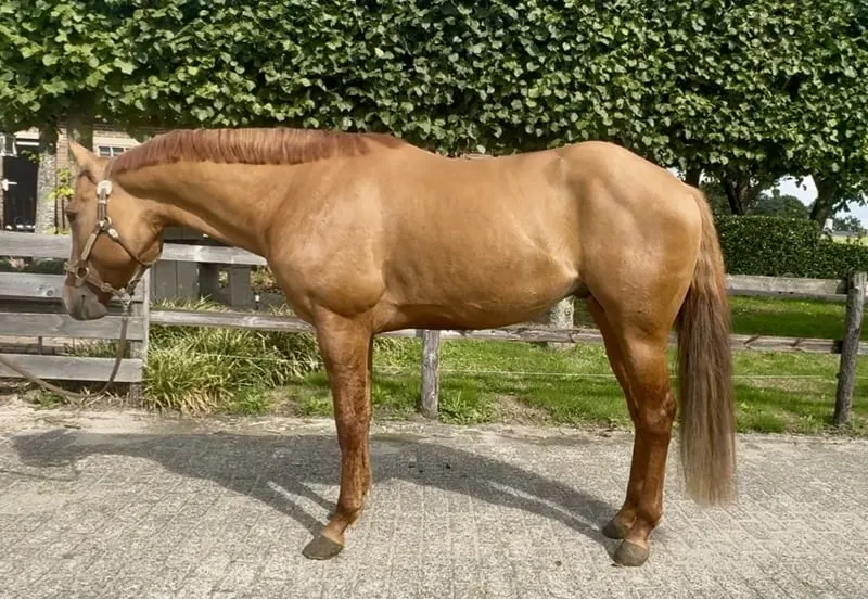 Netter APHA-Hengst