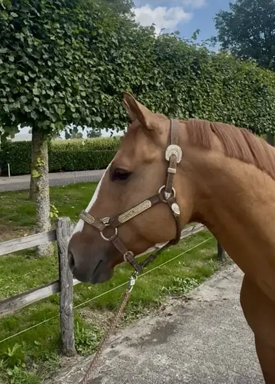 Netter APHA-Hengst