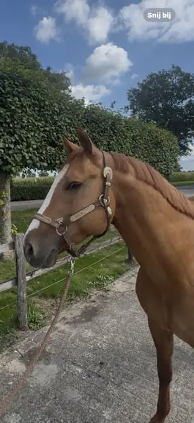 Netter APHA-Hengst