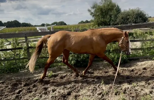 Netter APHA-Hengst