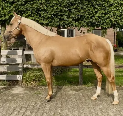 AQHA Stallion