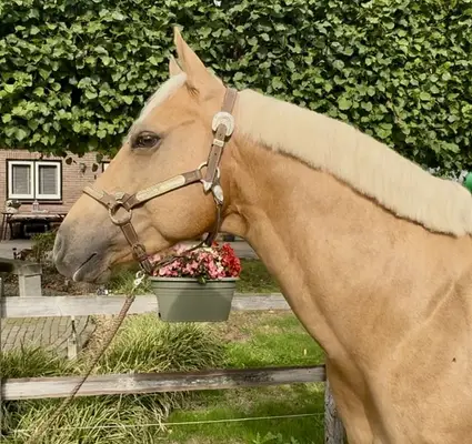 AQHA Hengst