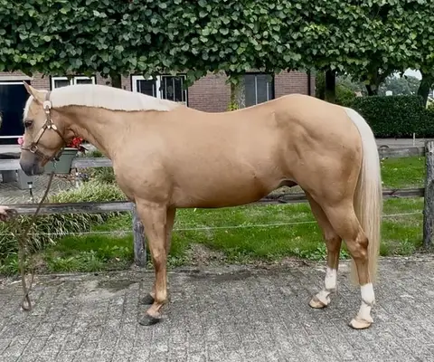 AQHA Hengst