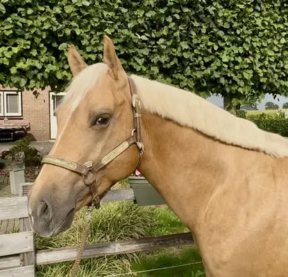 AQHA Hengst