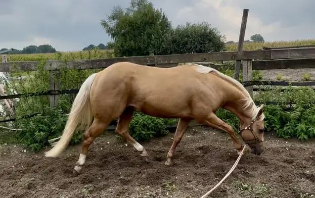 AQHA Hengst