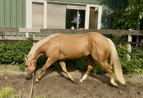 AQHA Hengst