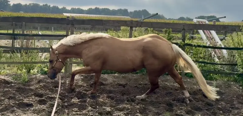 AQHA Hengst