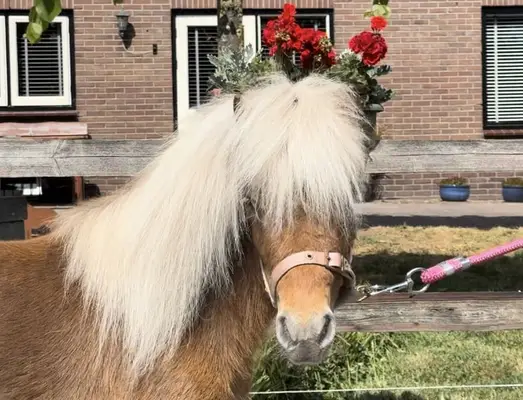 Lustiger NAS-Hengst