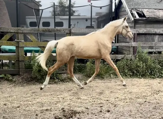 Elegante Jahrling-Stute