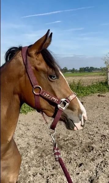 Nette Quarter-Mare