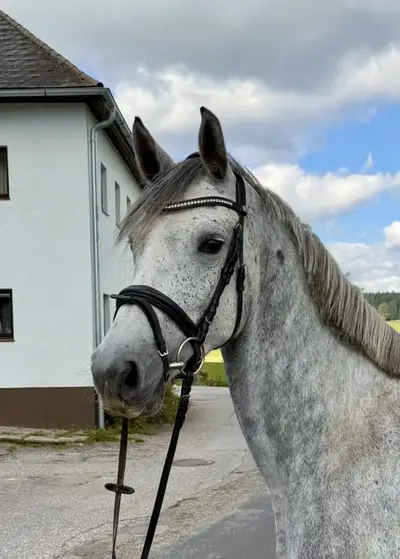 Wunderschöne 5-jährige Holsteiner Stute