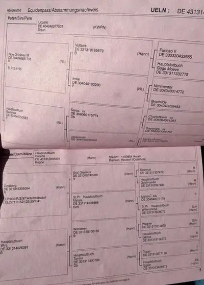 Erfahrene Hannoveraner Stute mit tollem Charakter & Turniererfahr