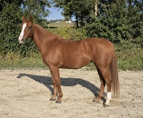 Meleya vom Steinerhof – 5-jährige Allround-Stute mit hervorragend