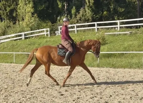 Meleya vom Steinerhof – 5-jährige Allround-Stute mit hervorragend
