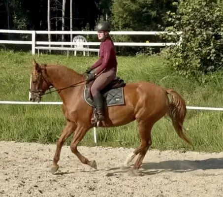 Meleya vom Steinerhof – 5-jährige Allround-Stute mit hervorragend
