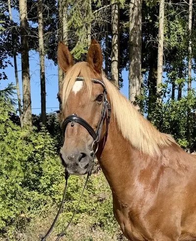 Brandy – charmanter Allrounder mit besonderer Ausstrahlung