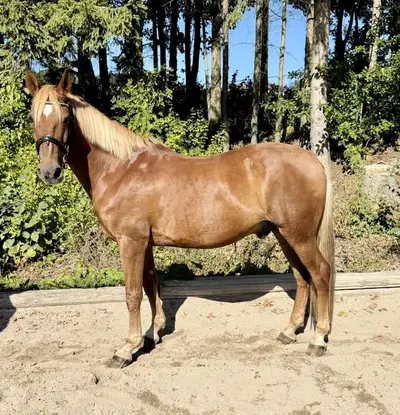 Brandy – charmanter Allrounder mit besonderer Ausstrahlung