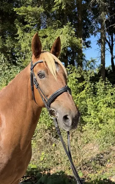 Brandy – charmanter Allrounder mit besonderer Ausstrahlung