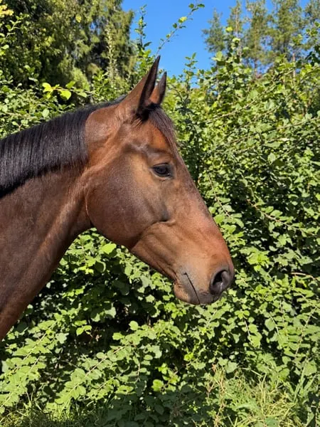 COBALT – außergewöhnlicher 6-jähriger Zangersheide-Wallach mit Qu