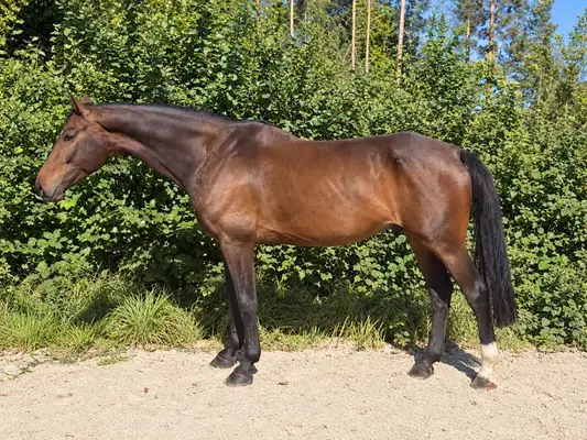 COBALT – außergewöhnlicher 6-jähriger Zangersheide-Wallach mit Qu