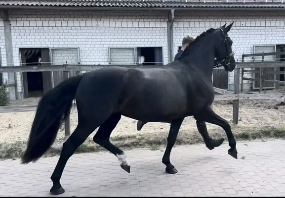 Prämienstute für Zucht, Fahrsport und Dressur