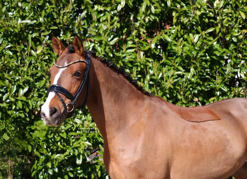 Ein Pony für alle Sparten, besonders für den Huntersport