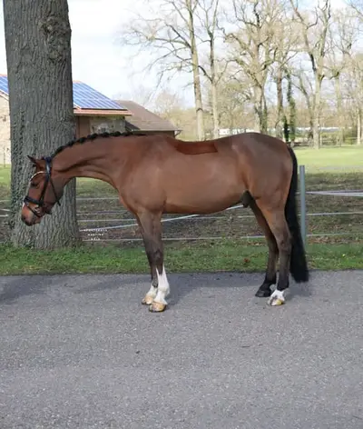 Ein Pony für alle Sparten, besonders für den Huntersport