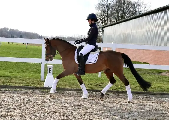 Ein Pony für alle Sparten, besonders für den Huntersport