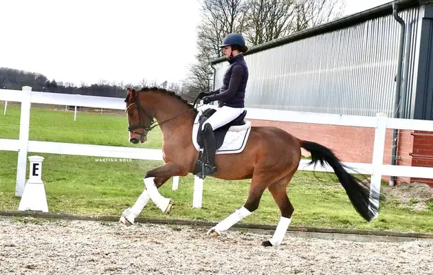Ein Pony für alle Sparten, besonders für den Huntersport