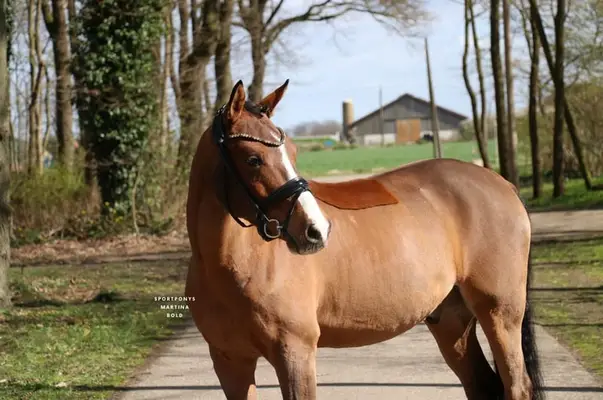 Ein Pony für alle Sparten, besonders für den Huntersport