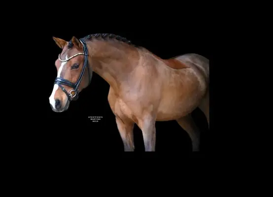 Ein Pony für alle Sparten, besonders für den Huntersport
