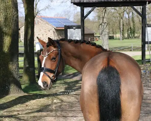 Ein Pony für alle Sparten, besonders für den Huntersport
