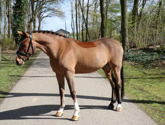 Ein Pony für alle Sparten, besonders für den Huntersport