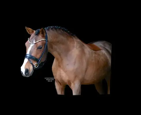 Ein Pony für alle Sparten, besonders für den Huntersport