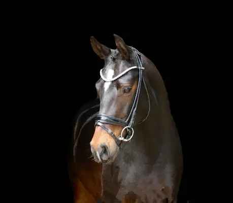 Beautiful Mare for All Disciplines