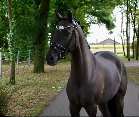 Optik und Charakter zum Verlieben