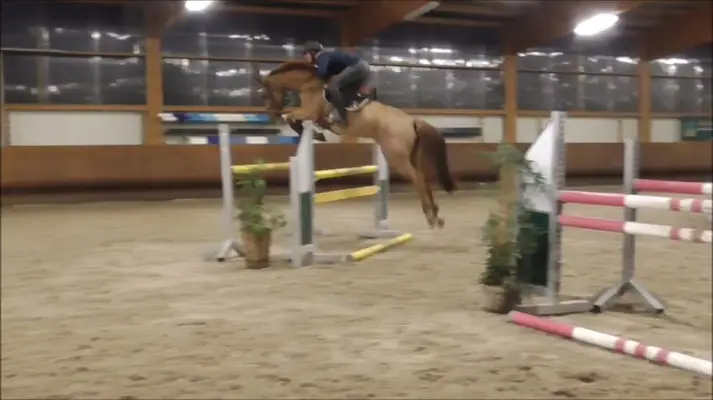 Zuchtstute Hermes de Lux x Baloubet de Rouet tr. Chaccotage Blue