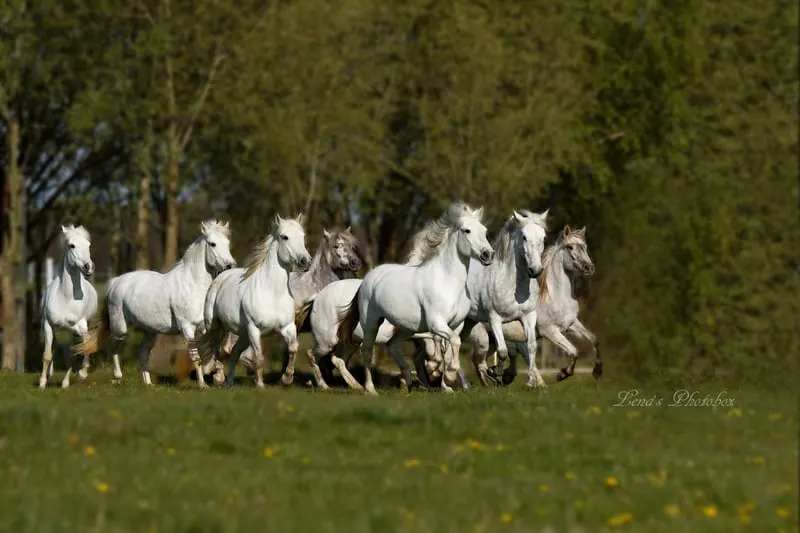 Ferien auf Gestüt d Issel