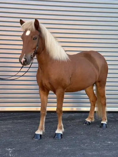 Cheval de loisir et de confiance à 100% pour la famille