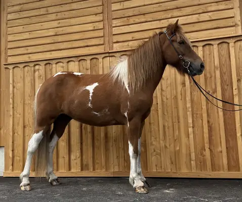 Cheval de confiance et de plaisir à 100% pour toute la famille