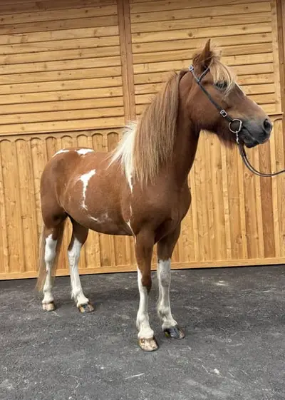 100% Verlass- und Spaßpferd für die ganze Familie